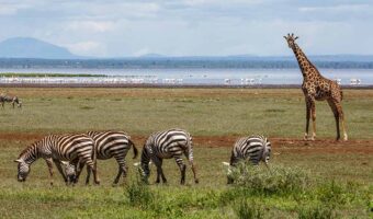 lake manyara 2 lake manyara 2