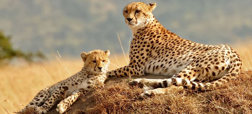4 Days Midrange Tanzania Safari African Big Cats Safaris