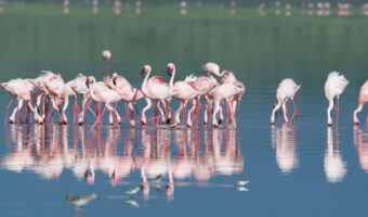 lake-manyara-national-park Tanzania Safari Novice