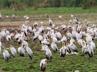 Amazing Budget Safari, Comfort Ndutu Migration Safari,Comfort Safari, Tanzania Luxury Safari, Lake Manyara National Park