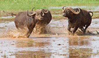 Budget Safari, Lake Manyara National Park