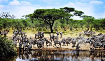 serengeti 2 Comfort Safari, Serengeti National Park