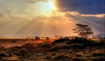 serengeti 2a Comfort Safari