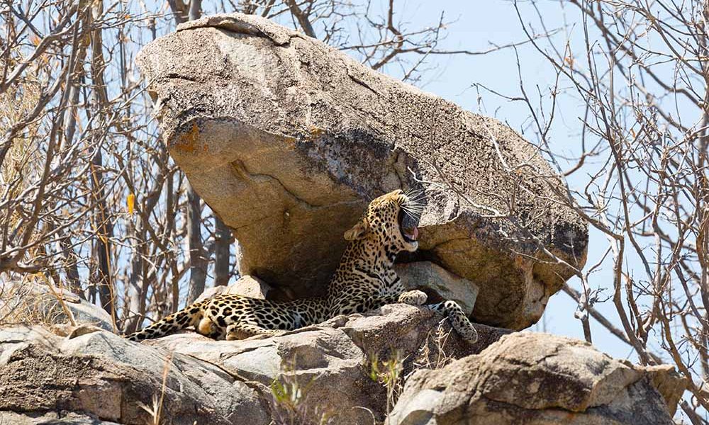 Ruaha National Park,Nyerere & Ruaha