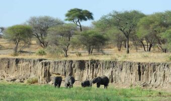 tarangire 1a tarangire 1a