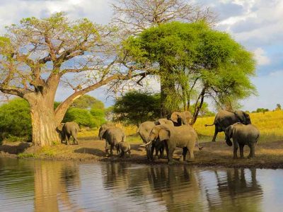 Comfort Safari, Amazing Budget Safari, Tarangire National Park Day Trip