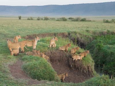 Drive & Fly Out Comfort Safari, Amazing Budget Safari, Western Serengeti Wildebeests Migration, Northern Circuit Safari