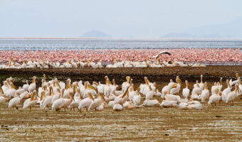 man1 Budget Safari, Tanzania Luxury Safari, Lake Manyara National Park