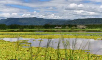 manyara (2) Tanzania Luxury Safari, Drive & Fly Out Comfort Safari, North Serengeti Wildebeest Migration, Western Serengeti Wildebeests Migration, Northern Circuit Safari, Authentic Cultural Experience