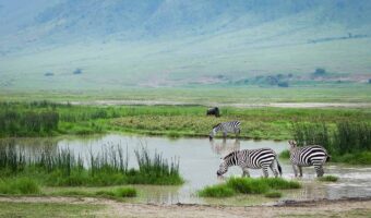 Comfort Ndutu Migration Safari, Incredible Luxury Safari