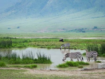 Comfort Ndutu Migration Safari, Incredible Luxury Safari
