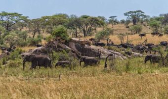 serengeti (2) Incredible Luxury Safari