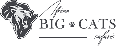 African Big Cats Safaris