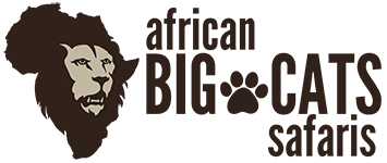 African Big Cats Safaris