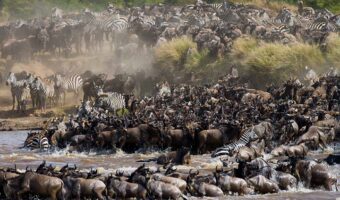 Drive & Fly Out Comfort Safari, North Serengeti Wildebeest Migration