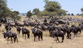 North Serengeti Wildebeest Migration