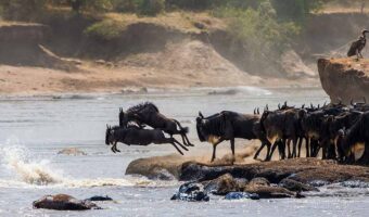 North Serengeti Wildebeest Migration