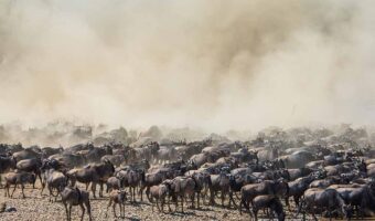 High End Ndutu Migration Safari, High End Western Corridor Migration Safari, Drive & Fly Out Comfort Safari, North Serengeti Wildebeest Migration