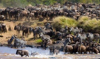 North Serengeti Wildebeest Migration