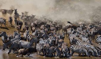 North Serengeti Wildebeest Migration