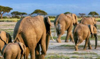 High End North Migration Safari,Walking With Giants