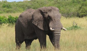 kenya-2 Comfort Honeymoon Safari,Luxury Honeymoon Safari,High End Honeymoon Safari