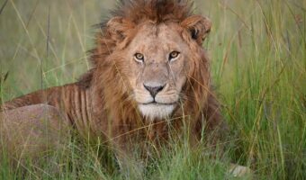 maasai mara 2 Luxury Honeymoon Safari, Comfort Honeymoon Safari