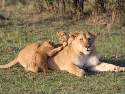 Amazing Budget Safari