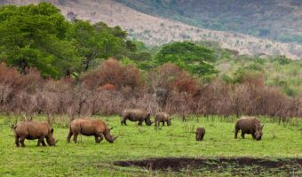 Ngorongoro Crater Day Trip