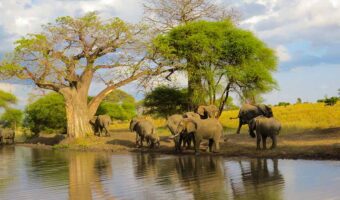Comfort Safari, Amazing Budget Safari, Tarangire National Park Day Trip