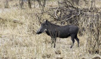 Tarangire National Park Day Trip