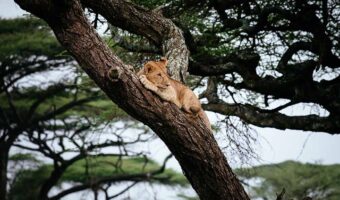 High End Western Corridor Migration Safari,Luxury Honeymoon Safari,High End Honeymoon Safari, Tarangire National Park Day Trip