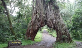 14-Day Comfort Safari & Authentic Cultural Experience