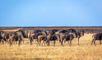 North Serengeti Wildebeest Migration