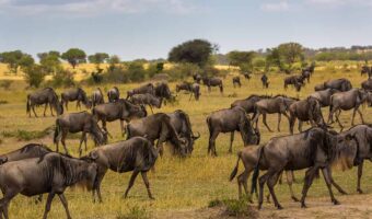 North Serengeti Wildebeest Migration, Northern Circuit Safari