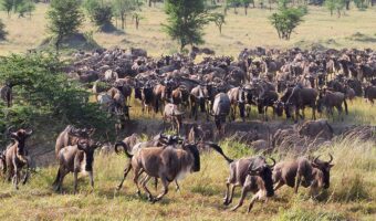 North Serengeti Wildebeest Migration, Western Serengeti Wildebeests Migration