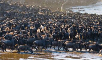 North Serengeti Wildebeest Migration