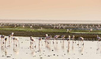 7-Day Lake Natron, Serengeti & Northern Circuit Safari
