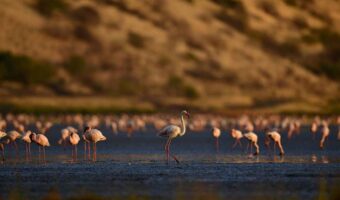7-Day Lake Natron, Serengeti & Northern Circuit Safari