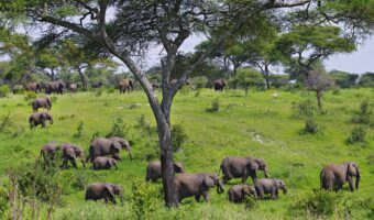 High End Ndutu Migration Safari