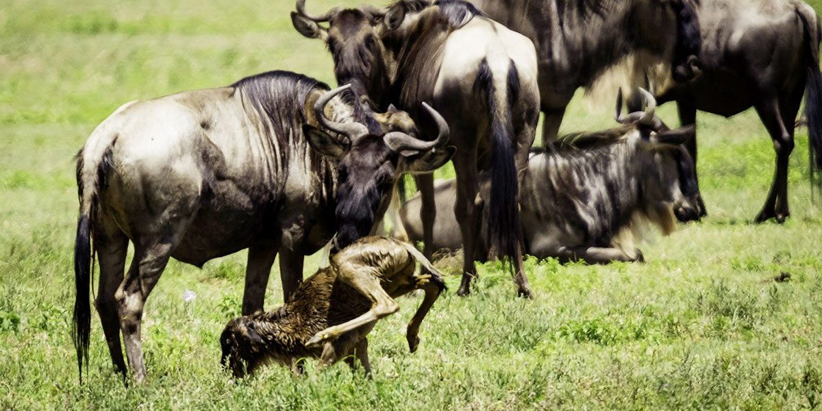 Comfort Ndutu Migration Safari,Ndutu Migration in January