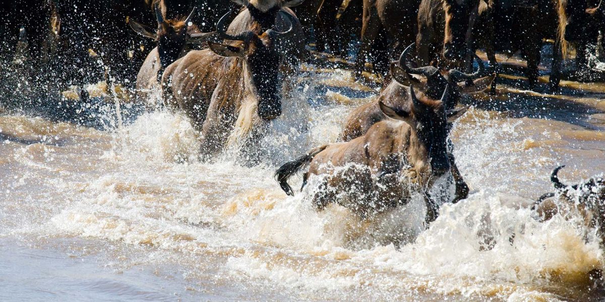 North Serengeti Wildebeest Migration