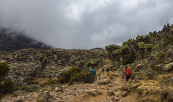 kili10f Kilimanjaro Trekking Lemosho Route, Kilimanjaro Trekking Northern Circuit Route