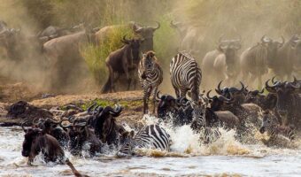 North Serengeti Wildebeest Migration