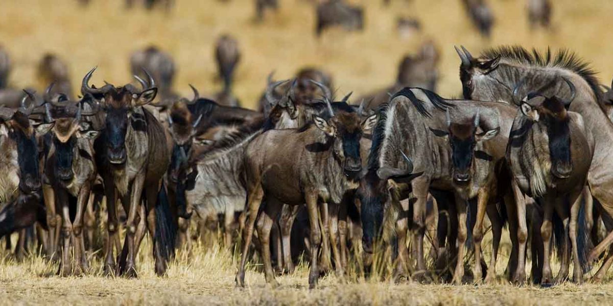 North Serengeti Wildebeest Migration