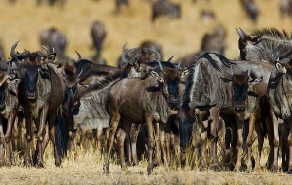 North Serengeti Wildebeest Migration