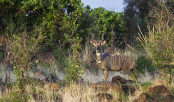 west kilimanjaro 12 Incredible Luxury Safari
