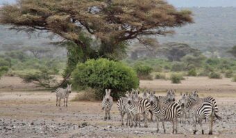 west kilimanjaro 1w Machame Route + Safari