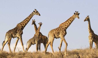 west kilimanjaro top Incredible Luxury Safari + Cultural Experience, Amazing Budget Safari