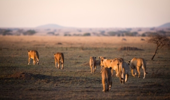 Lion pride in Serengeti March Safaris in Tanzania,Safari Sundays